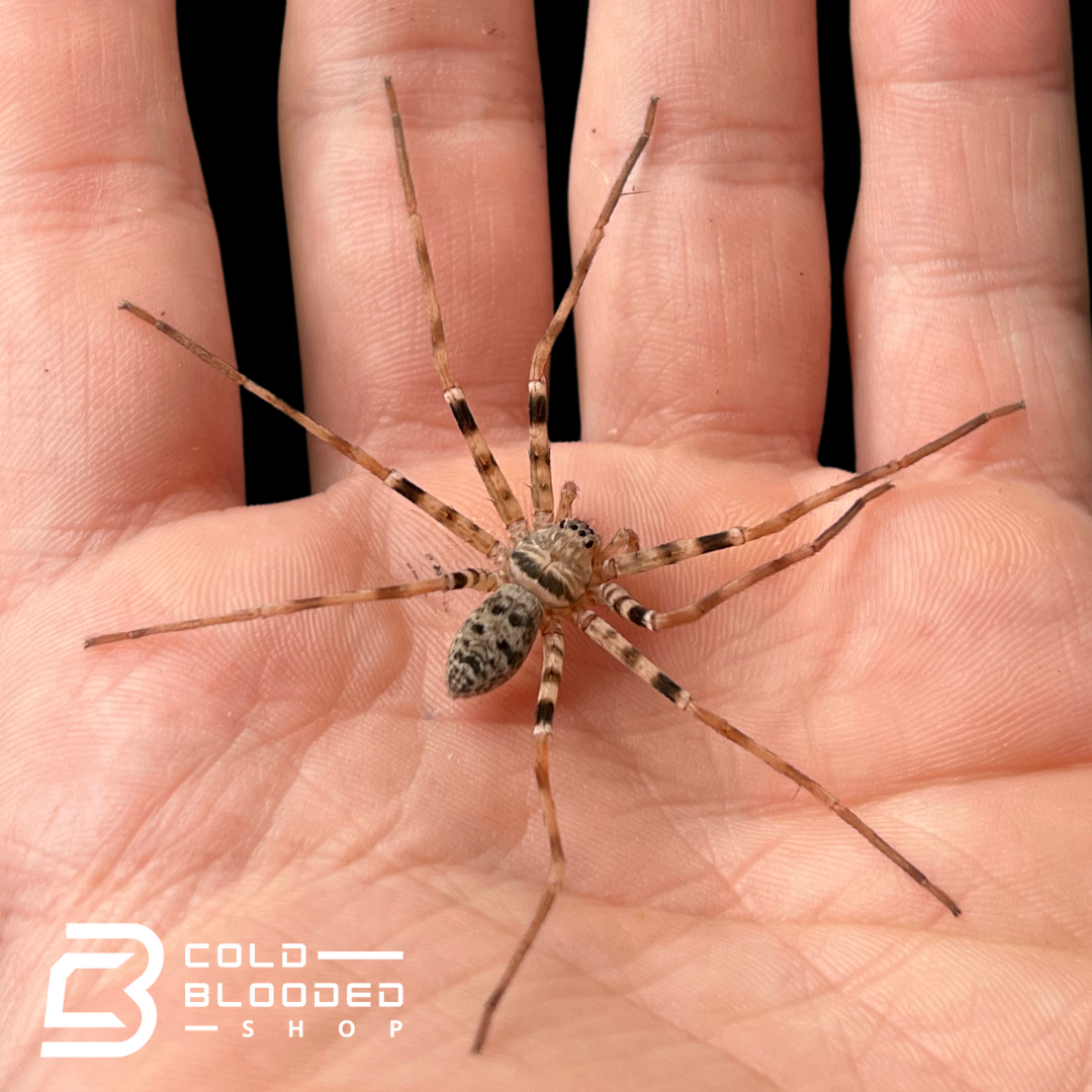 Laos Giant Huntsman Spider - Heteropoda maxima