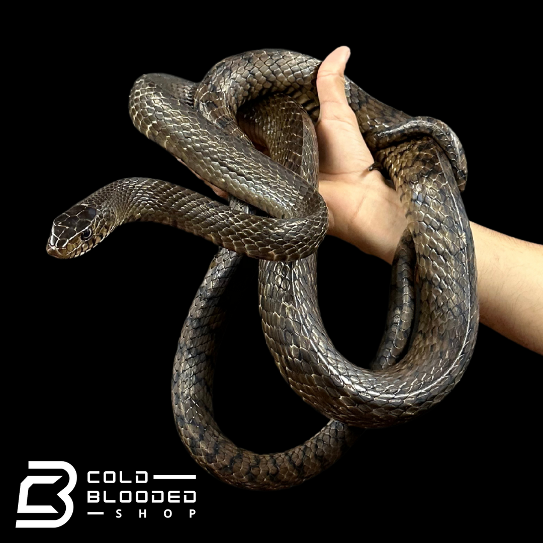 Oriental Ratsnake - Ptyas mucosa #1