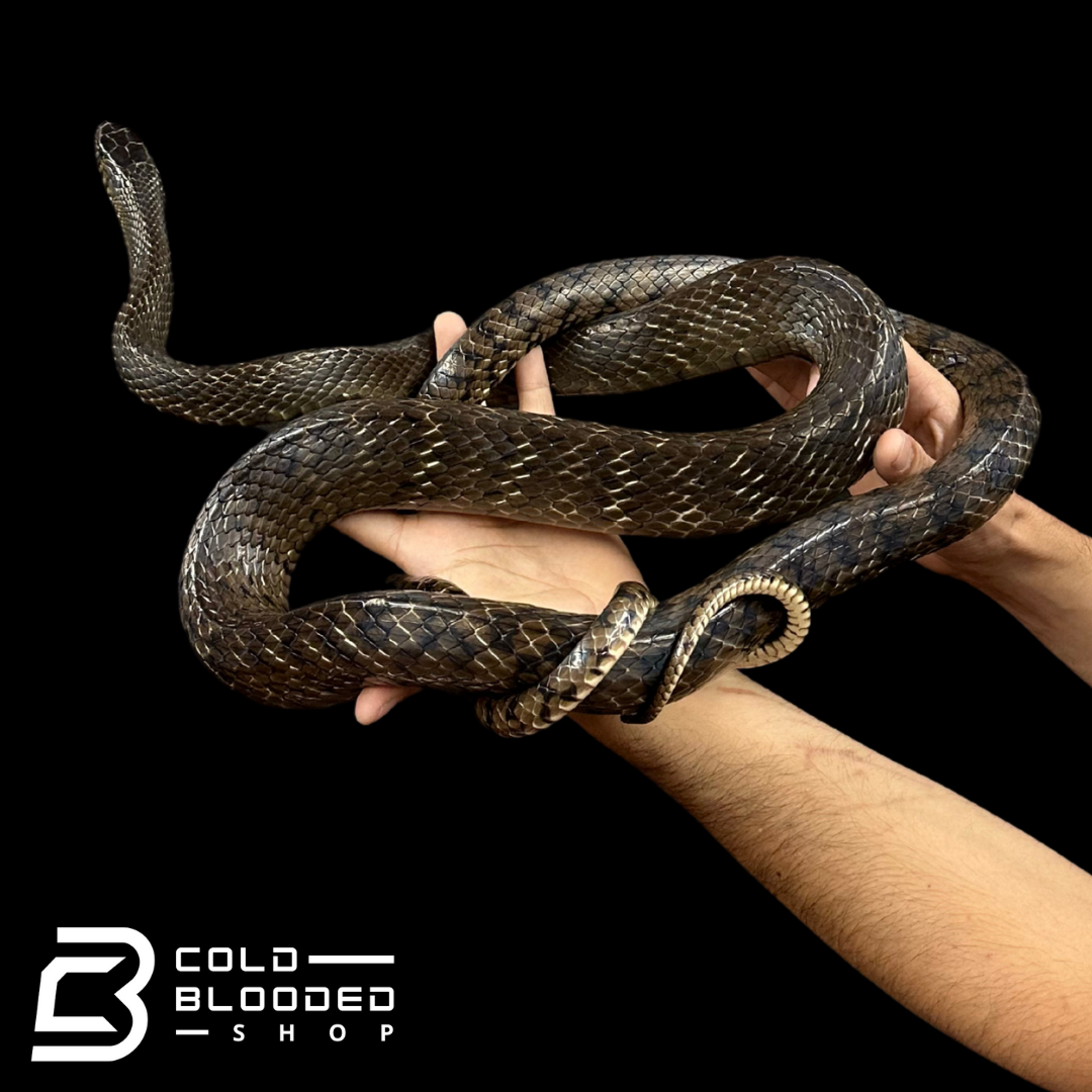 Oriental Ratsnake - Ptyas mucosa #1