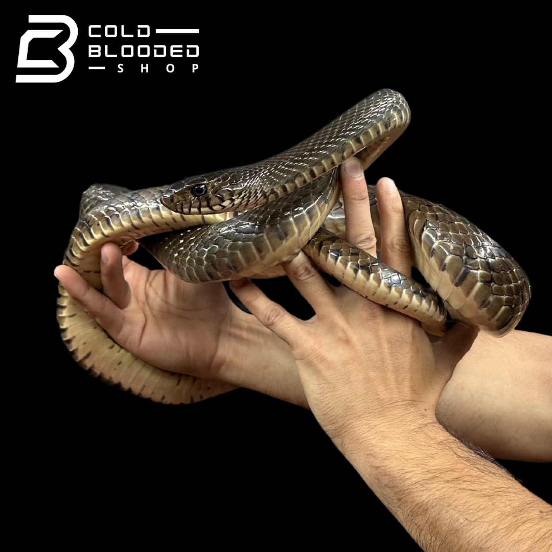 Oriental Ratsnake - Ptyas mucosa #1