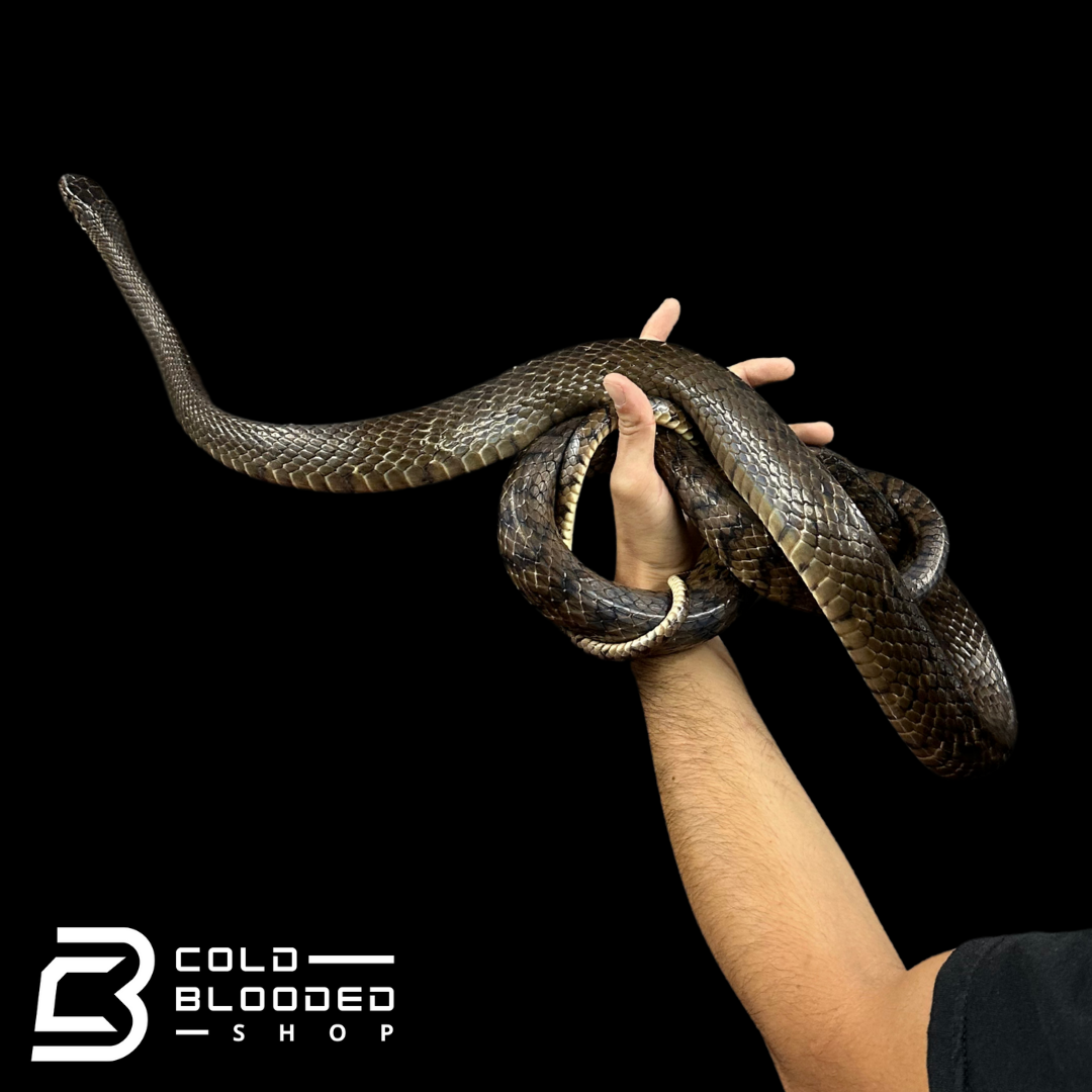 Oriental Ratsnake - Ptyas mucosa #1