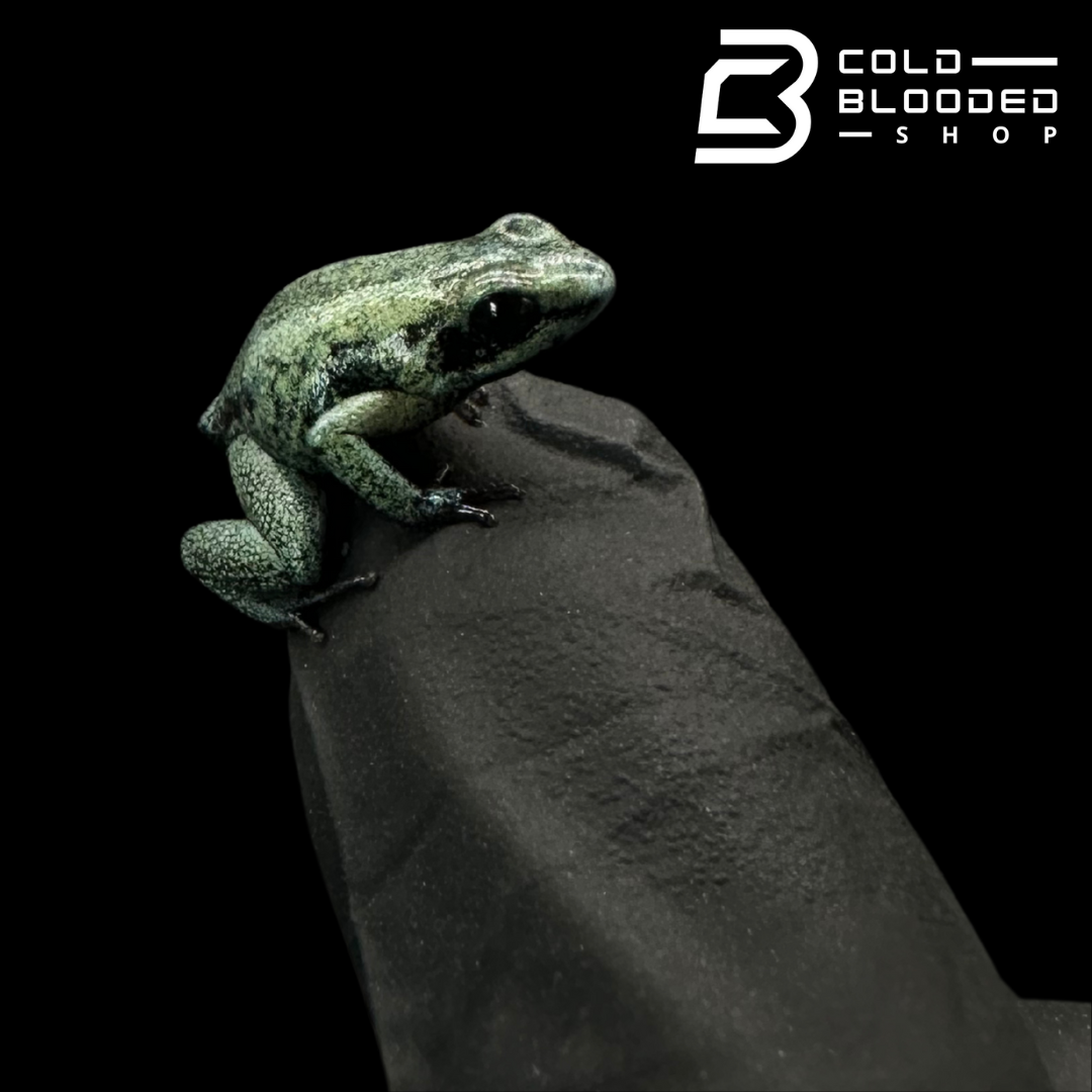 CB Mint Terribilis poison Arrow Frogs -Phyllobates Terribilis