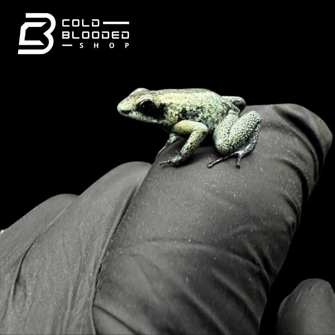 CB Mint Terribilis poison Arrow Frogs -Phyllobates Terribilis