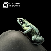 CB Mint Terribilis poison Arrow Frogs -Phyllobates Terribilis