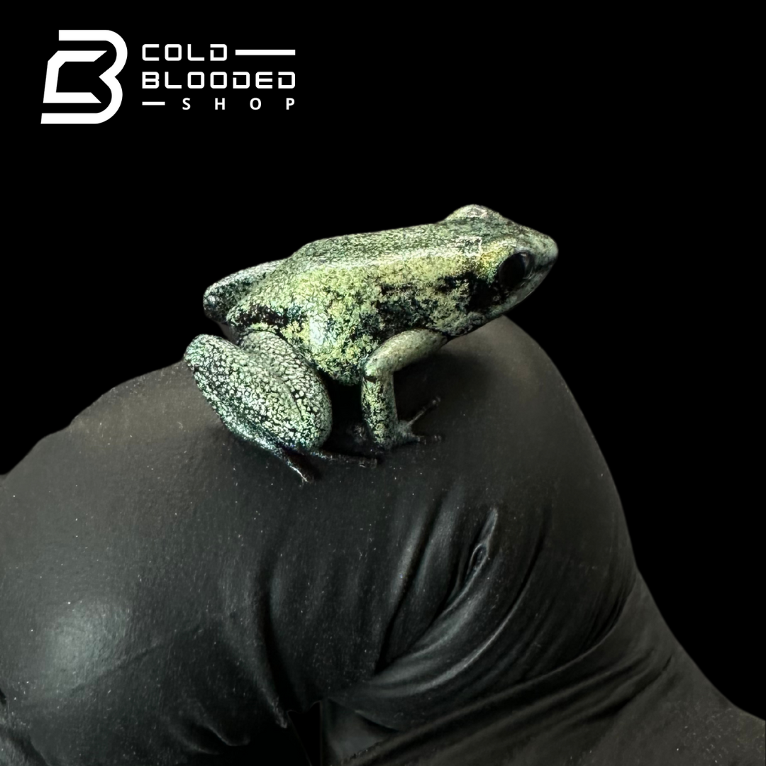 CB Mint Terribilis poison Arrow Frogs -Phyllobates Terribilis