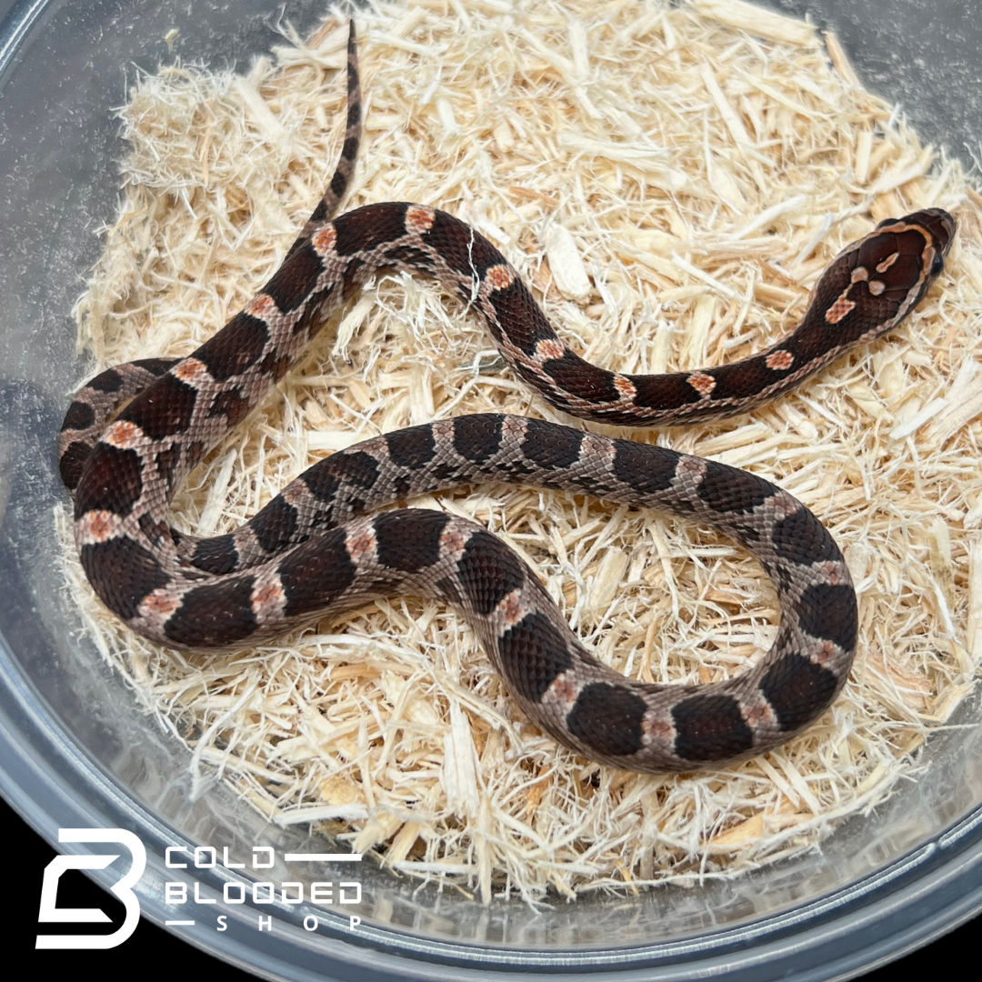 Baby Normal Corn Snakes - Pantherophis guttatus