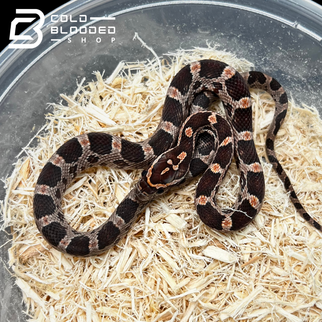 Baby Normal Corn Snakes - Pantherophis guttatus