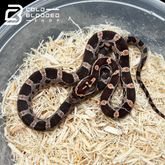 Baby Normal Corn Snakes - Pantherophis guttatus
