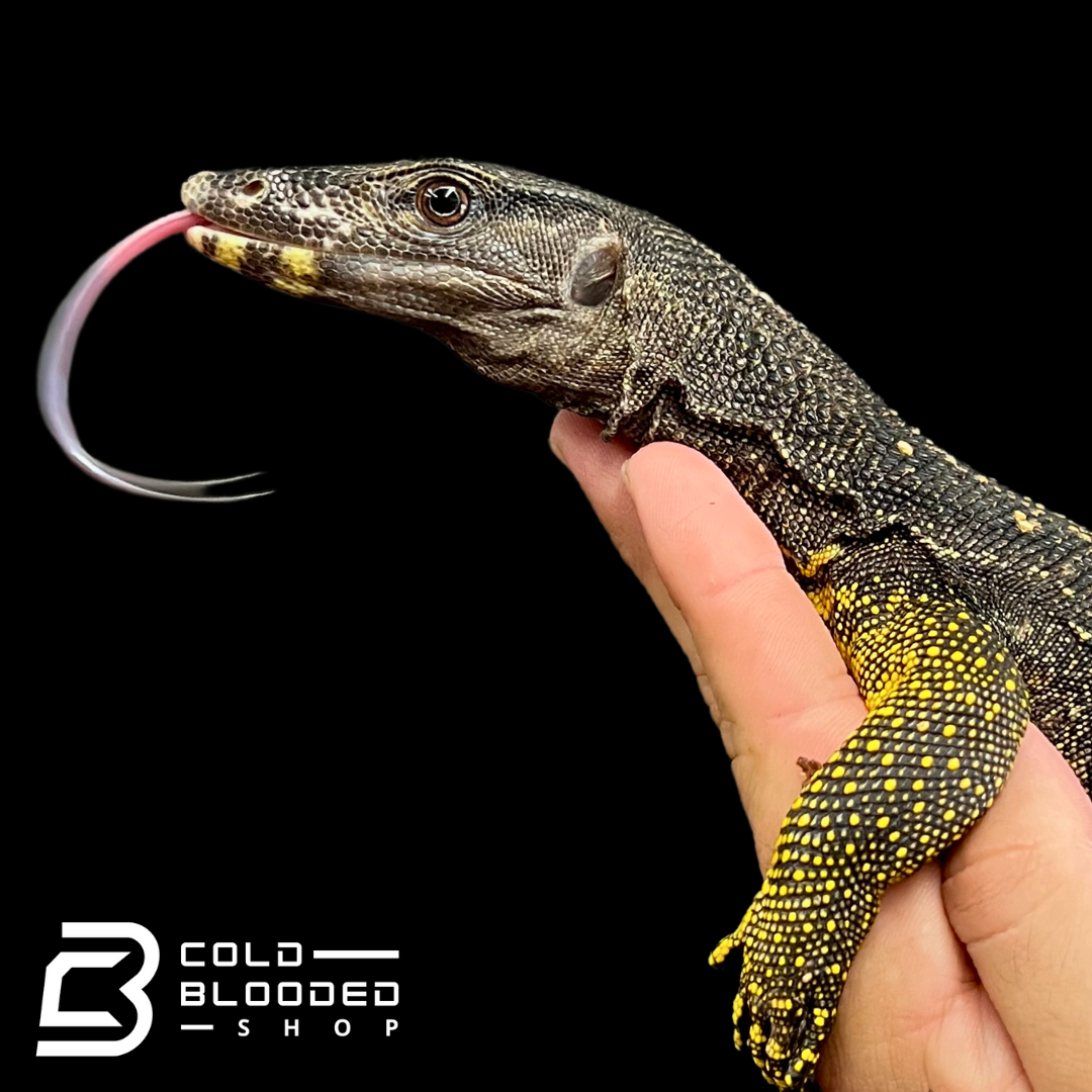 Large-scaled Water Monitor - Varanus nuchalis - Cold Blooded Shop