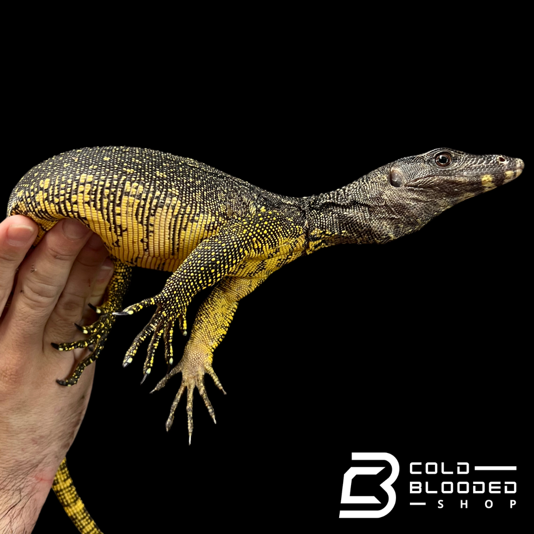 Large-scaled Water Monitor - Varanus nuchalis - Cold Blooded Shop