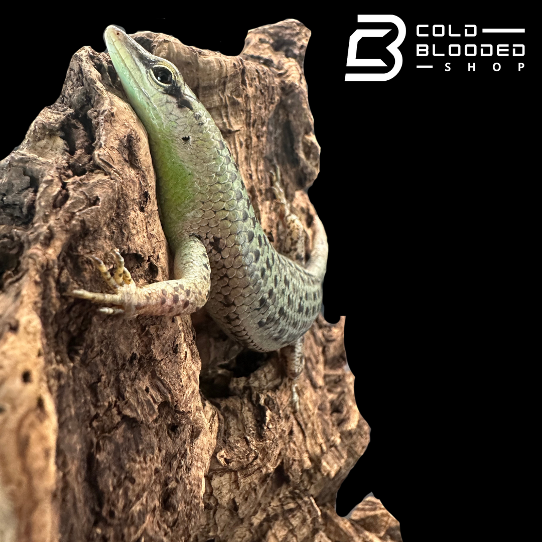 Olive tree skinks - Dasia Olivacea