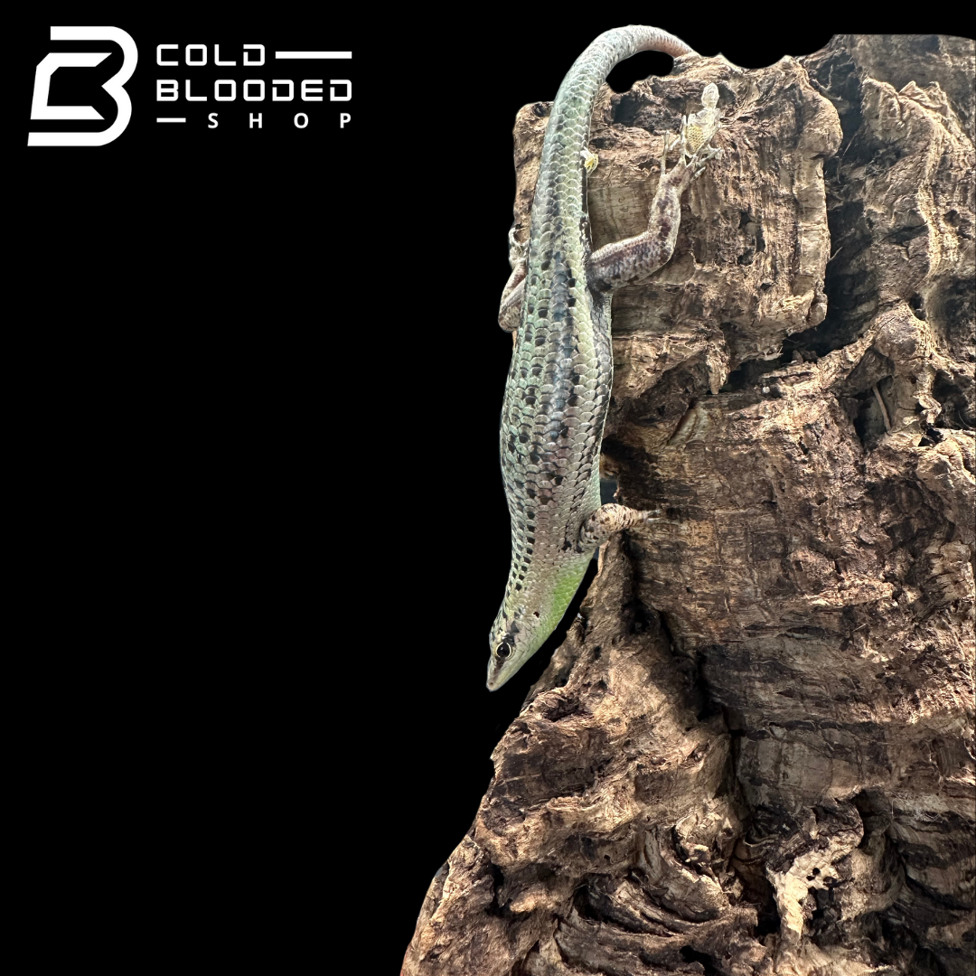 Olive tree skinks - Dasia Olivacea