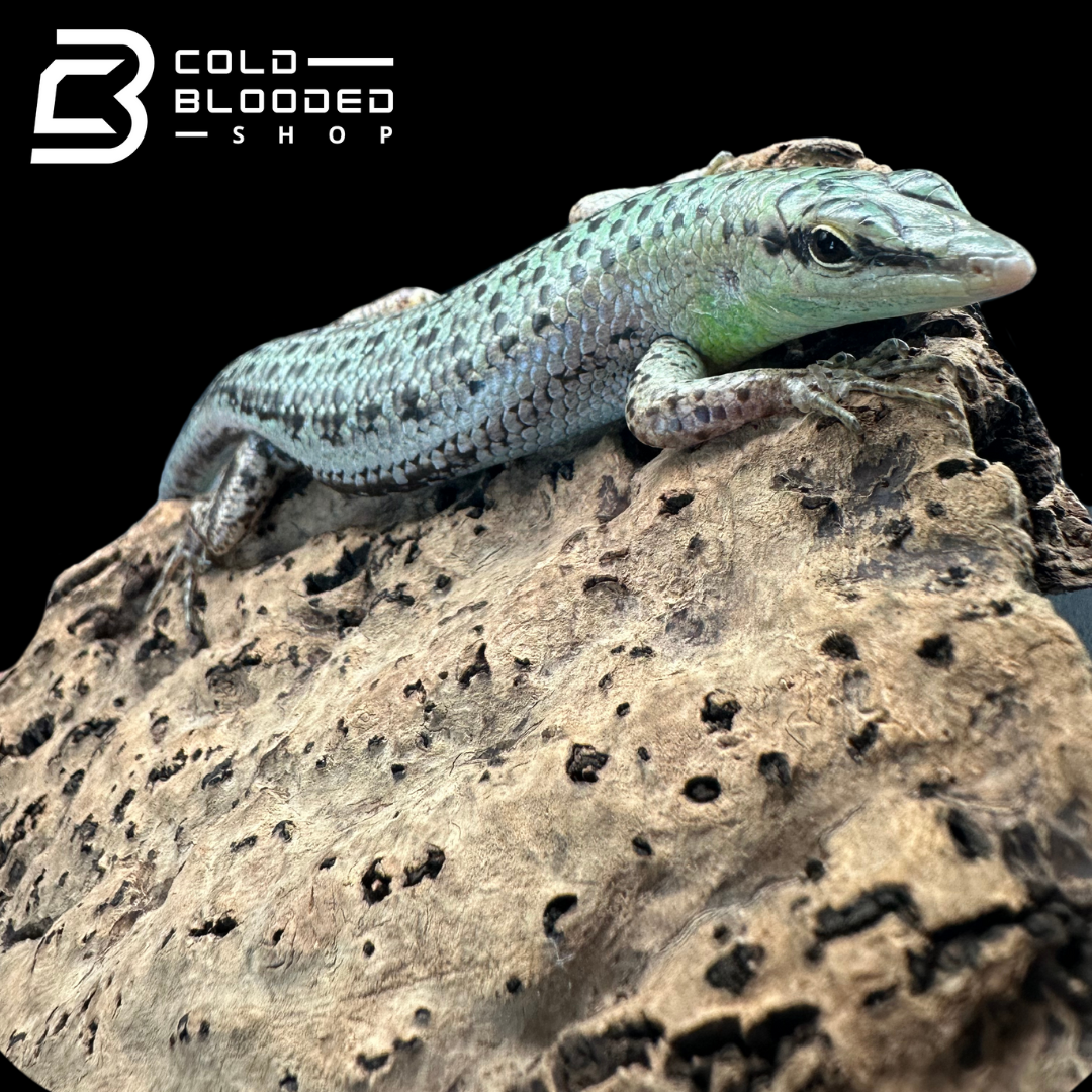Olive tree skinks - Dasia Olivacea