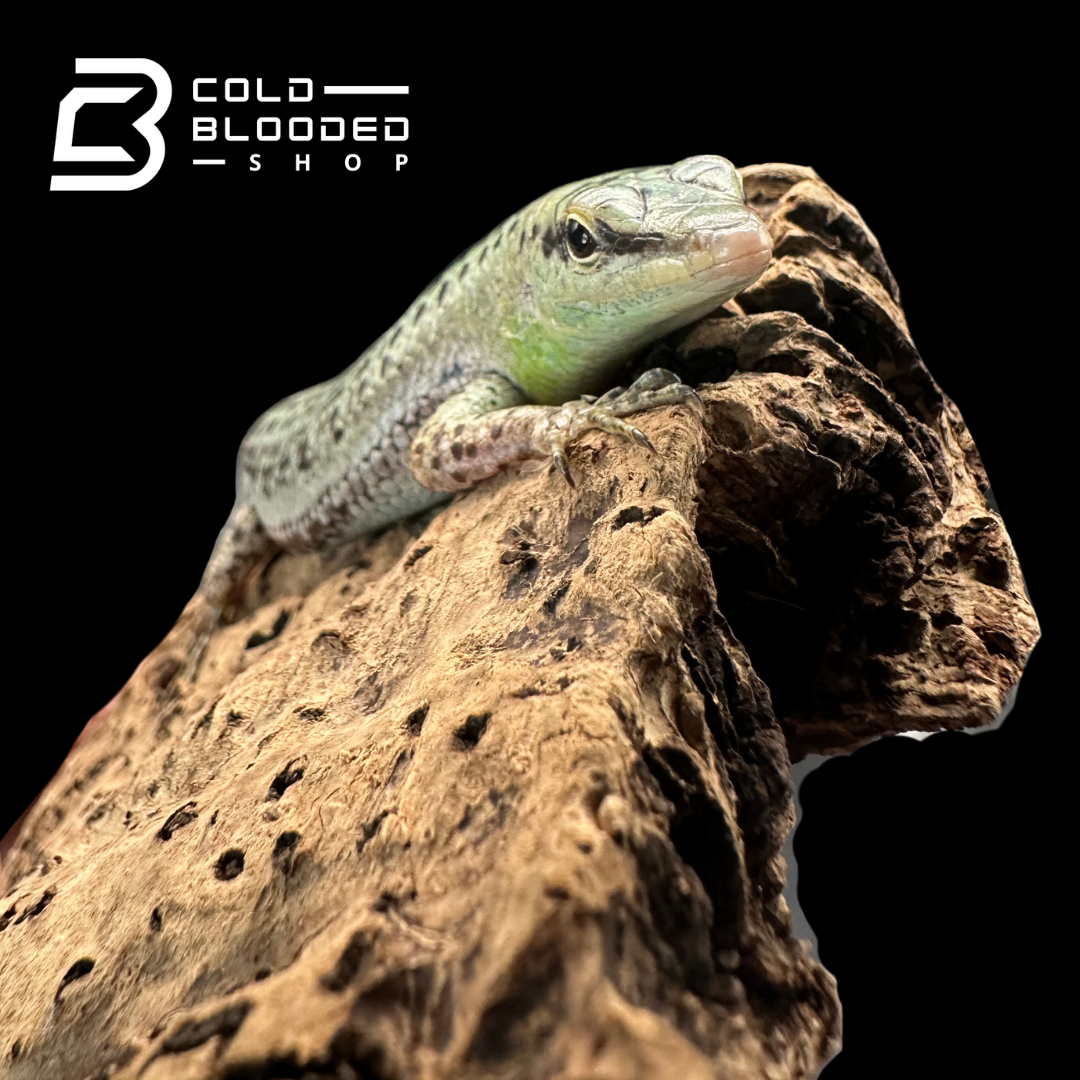 Olive tree skinks - Dasia Olivacea