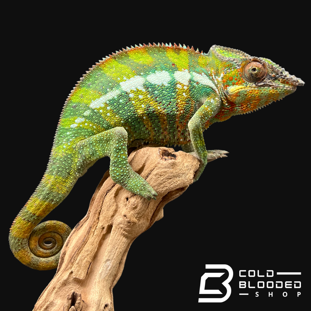 Panther Chameleon - Furcifer pardalis #1