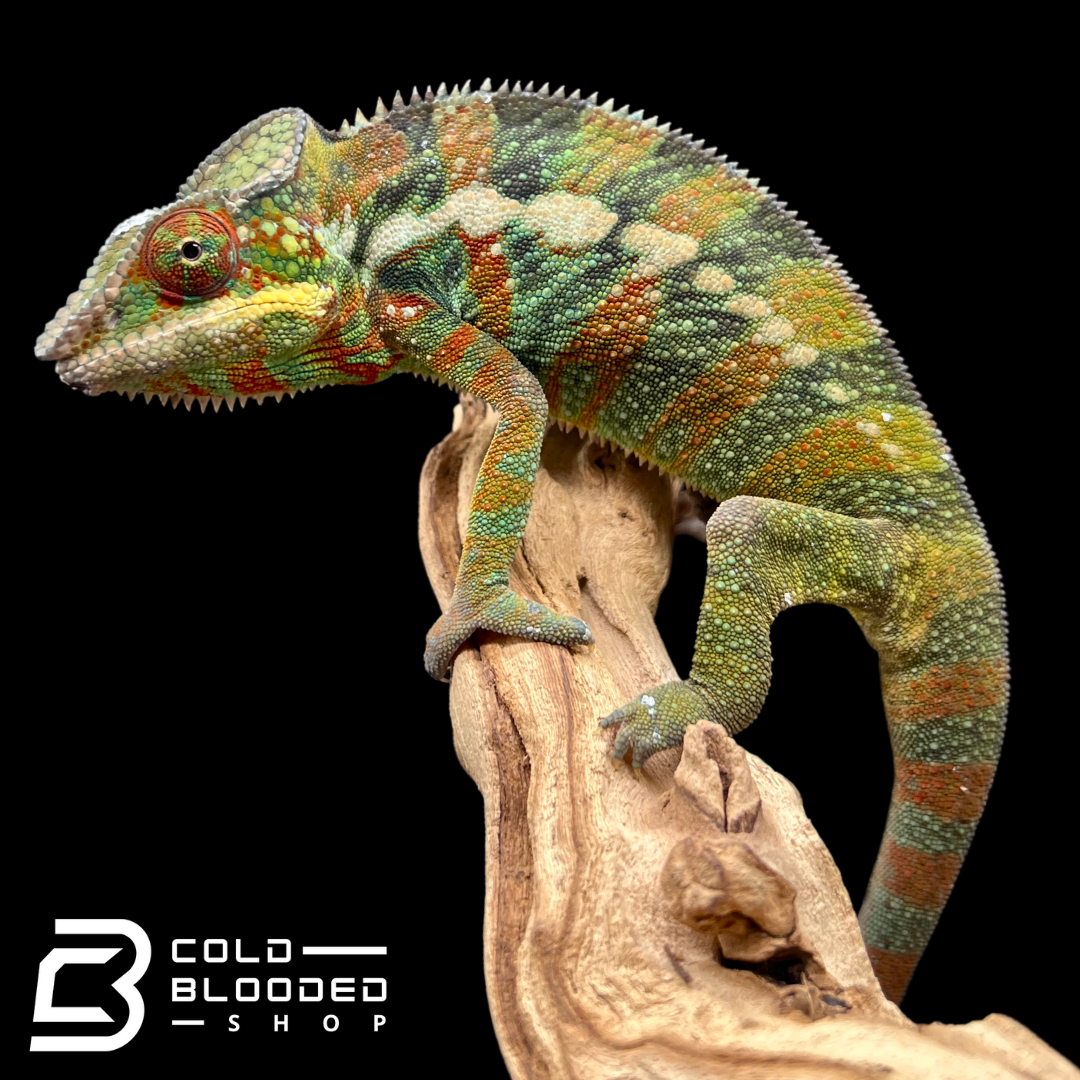 タウカン Town&Country Chameleon 5’9” Panther Chameleon - Furcifer pardalis #10