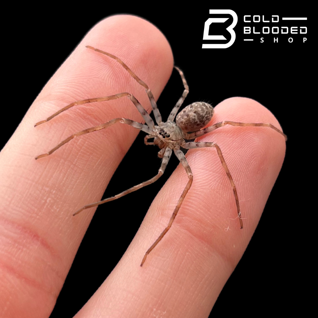 Laos Giant Huntsman Spider Slings - Heteropoda maxima - Cold Blooded Shop