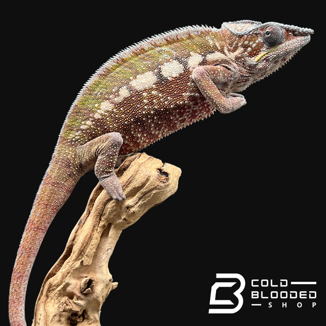 Panther Chameleon - Furcifer pardalis #4