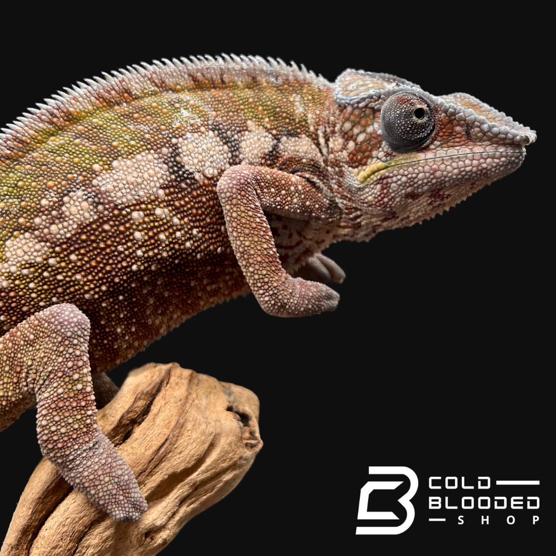 Panther Chameleon - Furcifer pardalis #4