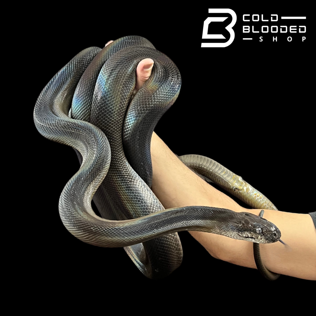 Adult Female Papuan Python - Apodora papuana