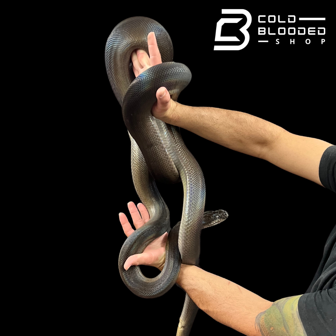 Adult Female Papuan Python - Apodora papuana