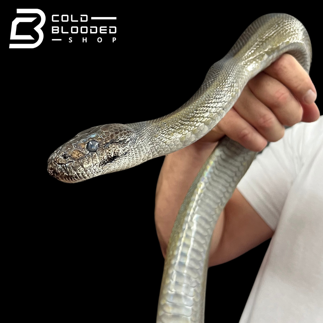 Adult Female Papuan Python - Apodora papuana