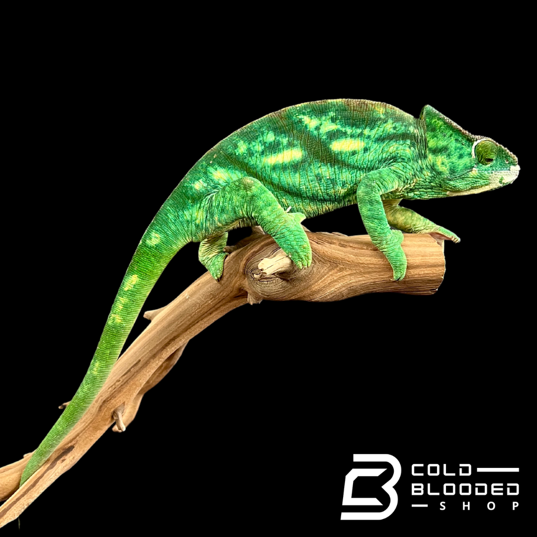 Adult Female Parson's Chameleon - Calumma parsonii