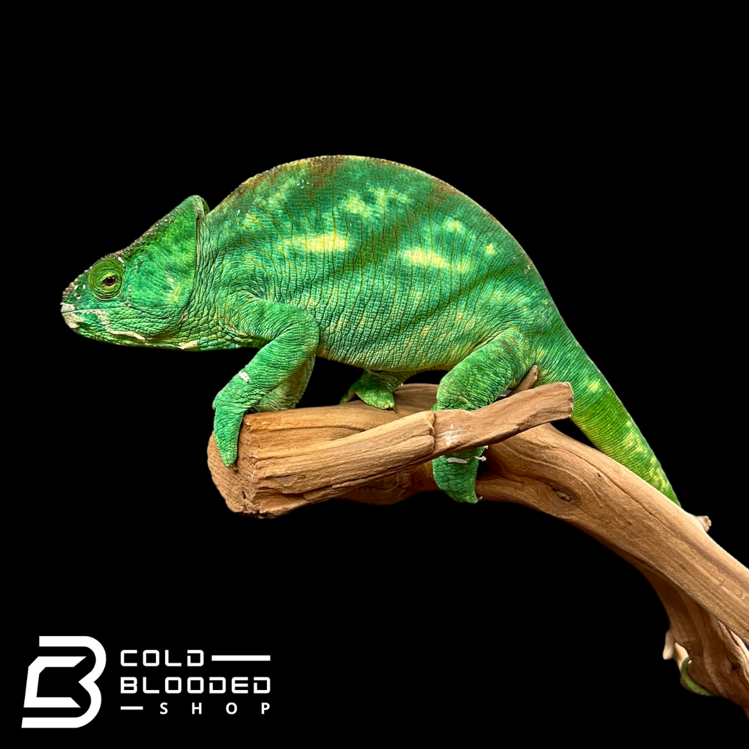 Adult Female Parson's Chameleon - Calumma parsonii