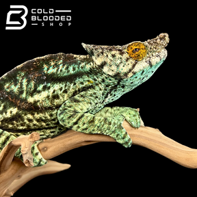 Adult Male Parson's Chameleon - Calumma parsonii