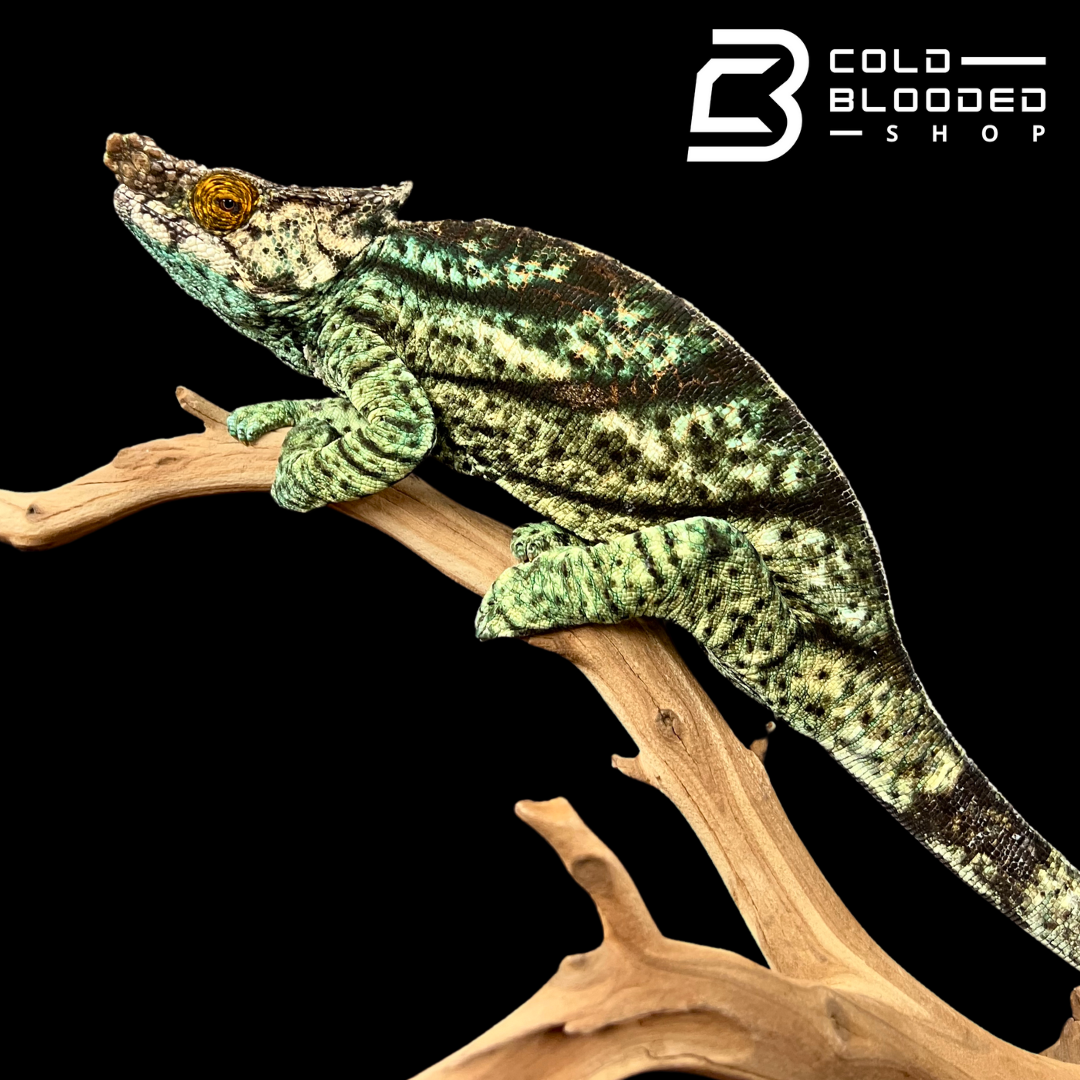 Adult Male Parson's Chameleon - Calumma parsonii