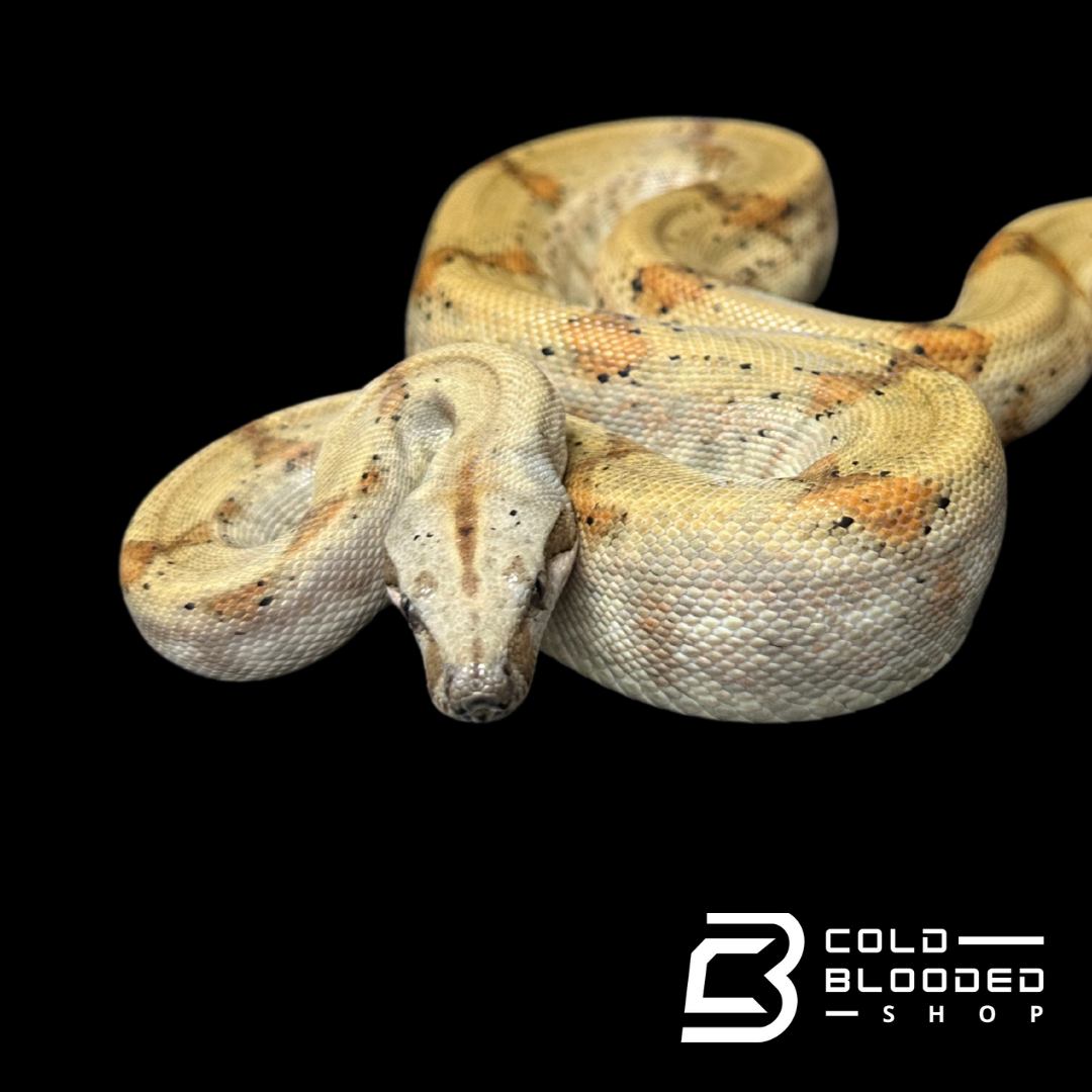 CBB Pearl island boa female # 3(ZOO STOCK) - Boa imperator sabogae