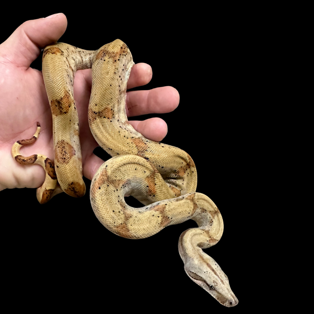 CBB Pearl island boa female # 3(ZOO STOCK) - Boa imperator sabogae
