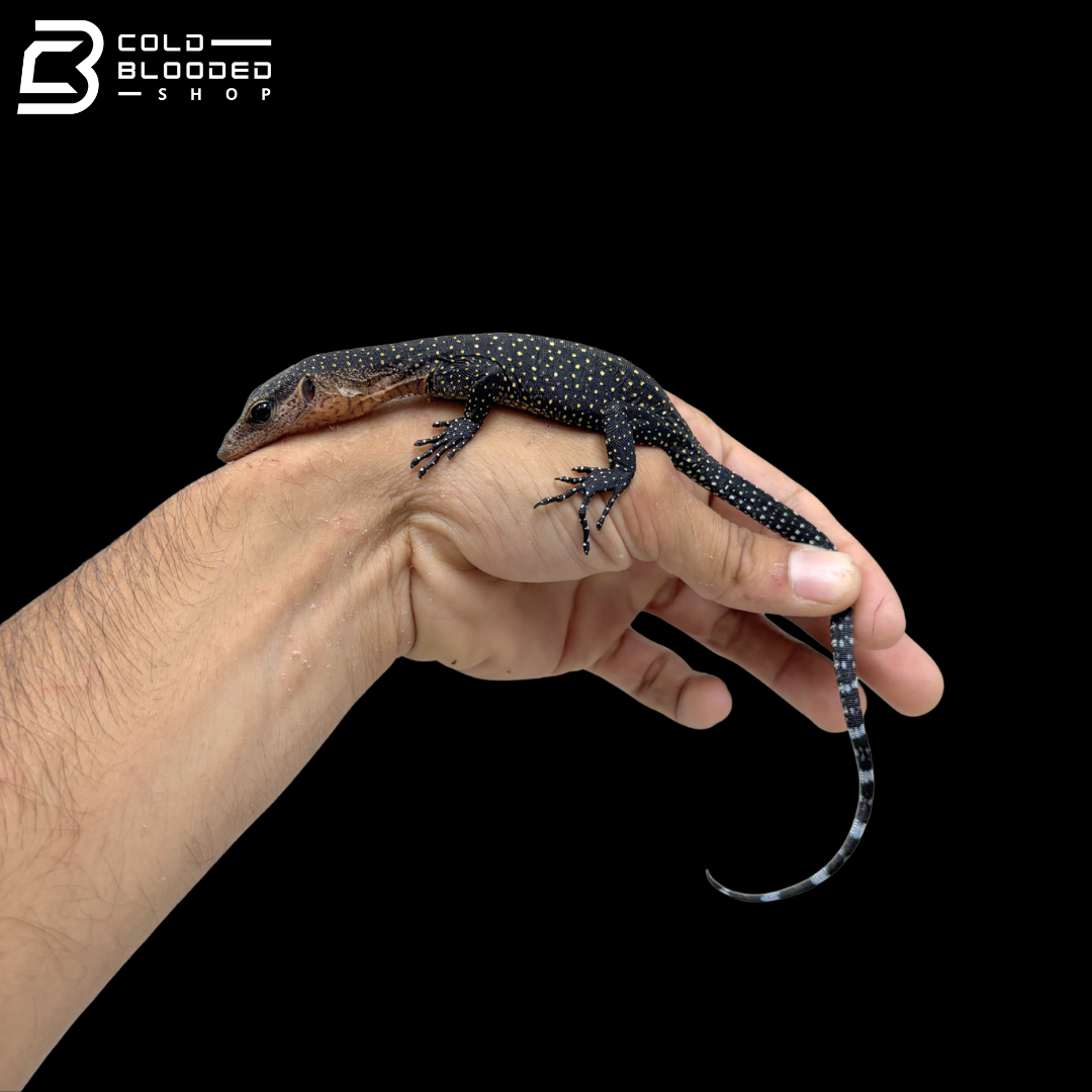 Hatchling Peach-throated Monitors - Varanus Jobiensis