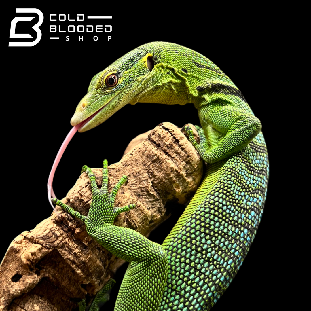 Juvenile Green Tree Monitor Varanus prasinus