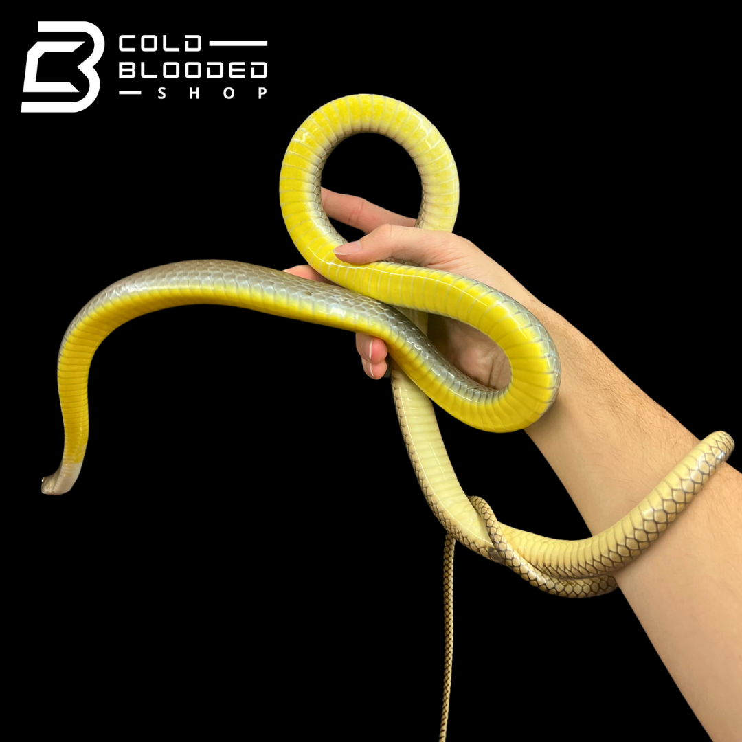 Female Indo-Chinese Rat Snake - Ptyas korros
