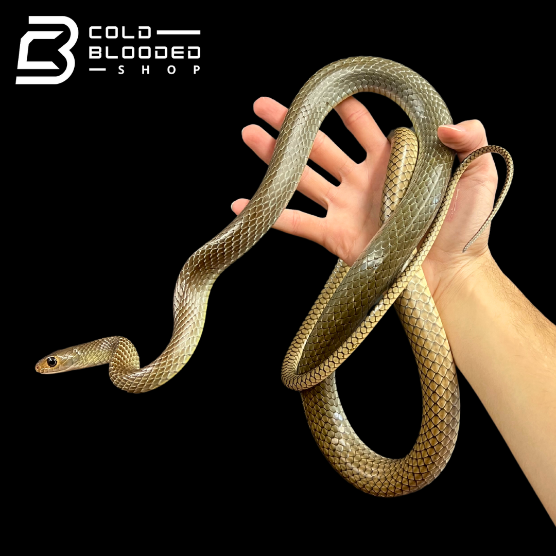 Female Indo-Chinese Rat Snake - Ptyas korros