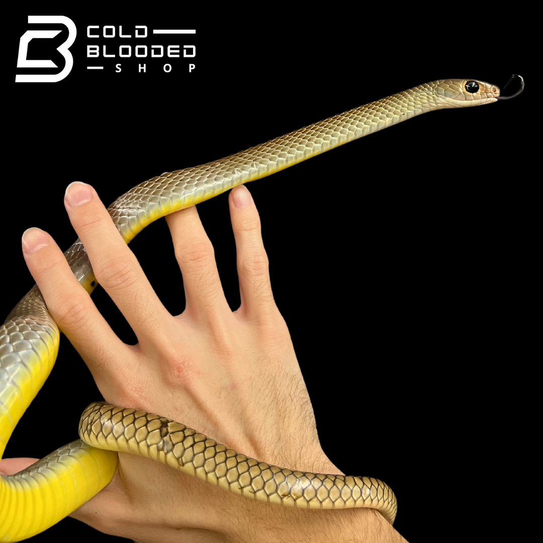 Female Indo-Chinese Rat Snake - Ptyas korros