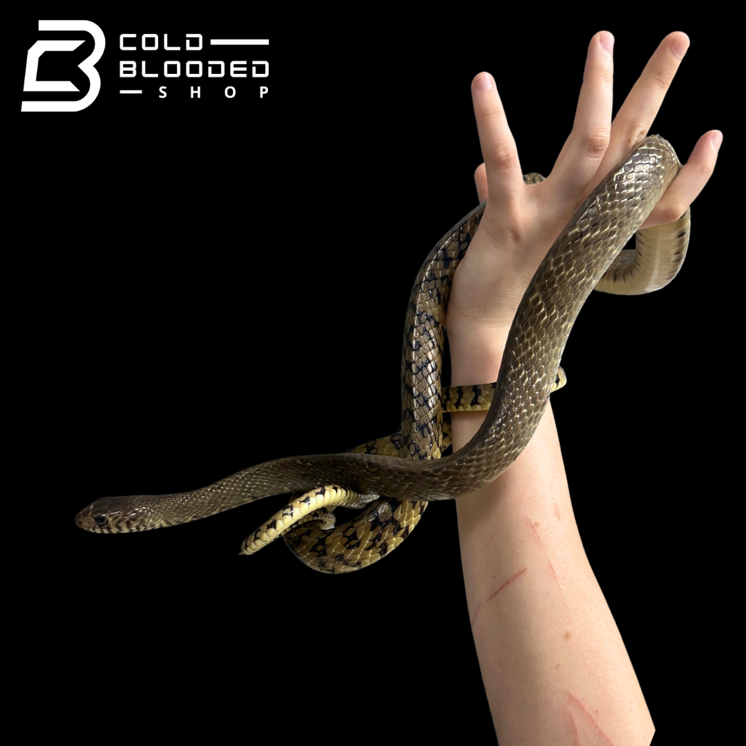 Oriental Ratsnakes - Ptyas mucosa