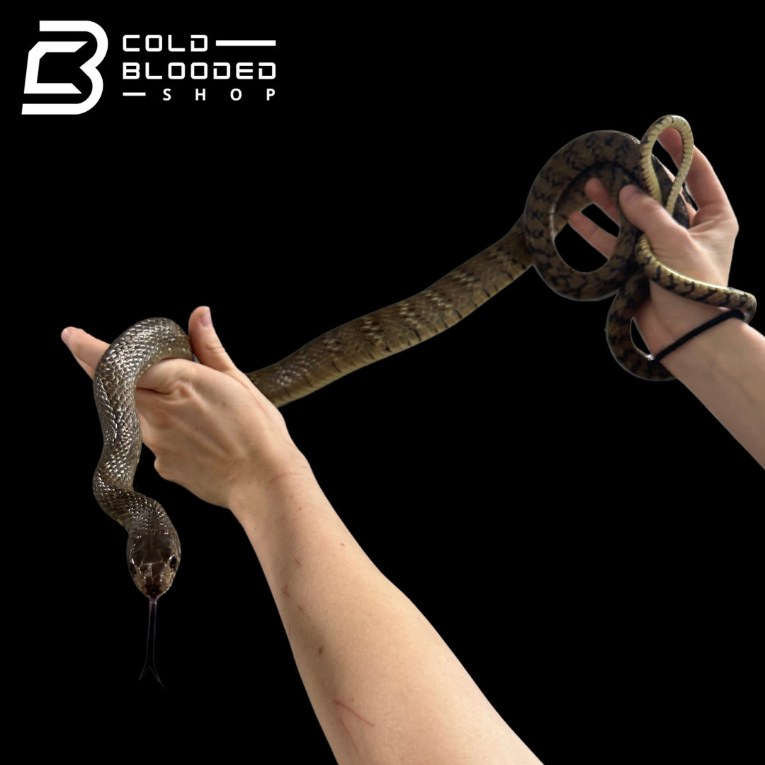 Oriental Ratsnakes - Ptyas mucosa
