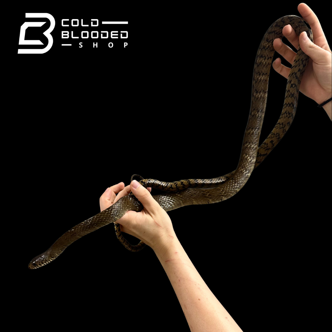 Oriental Ratsnakes - Ptyas mucosa