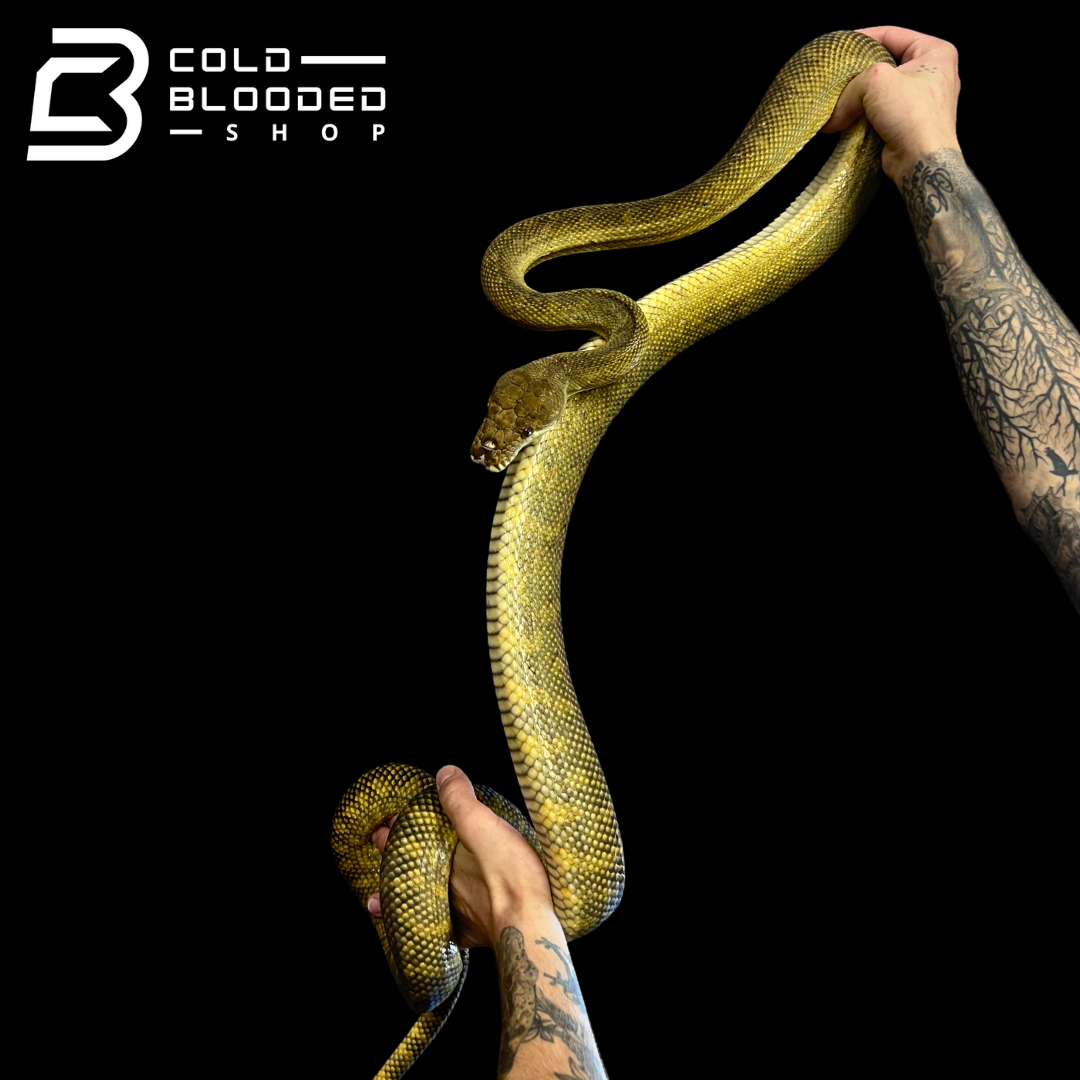 Female Moluccan python - Morelia clastolepis - Cold Blooded Shop