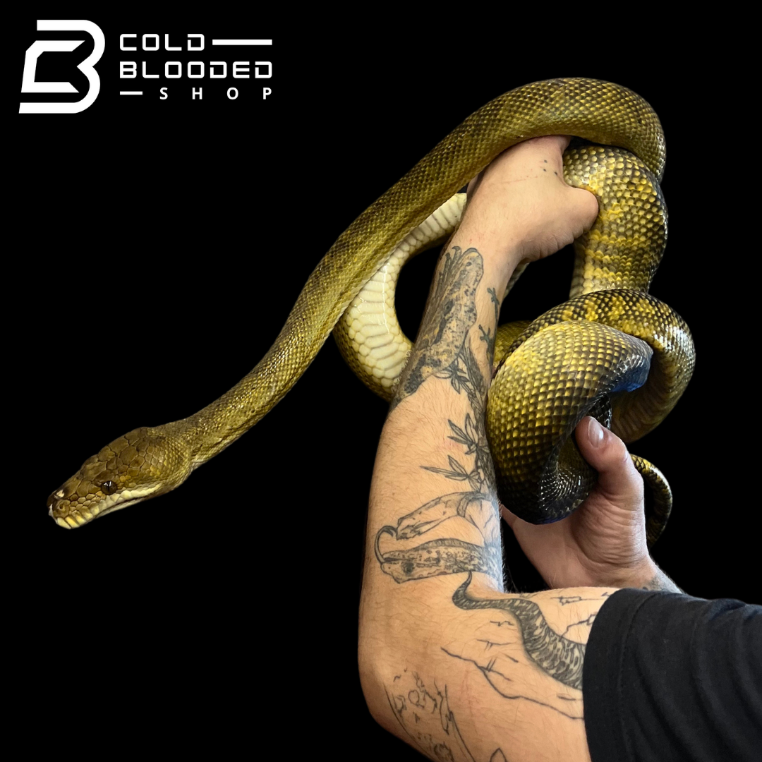 Female Moluccan python - Morelia clastolepis - Cold Blooded Shop
