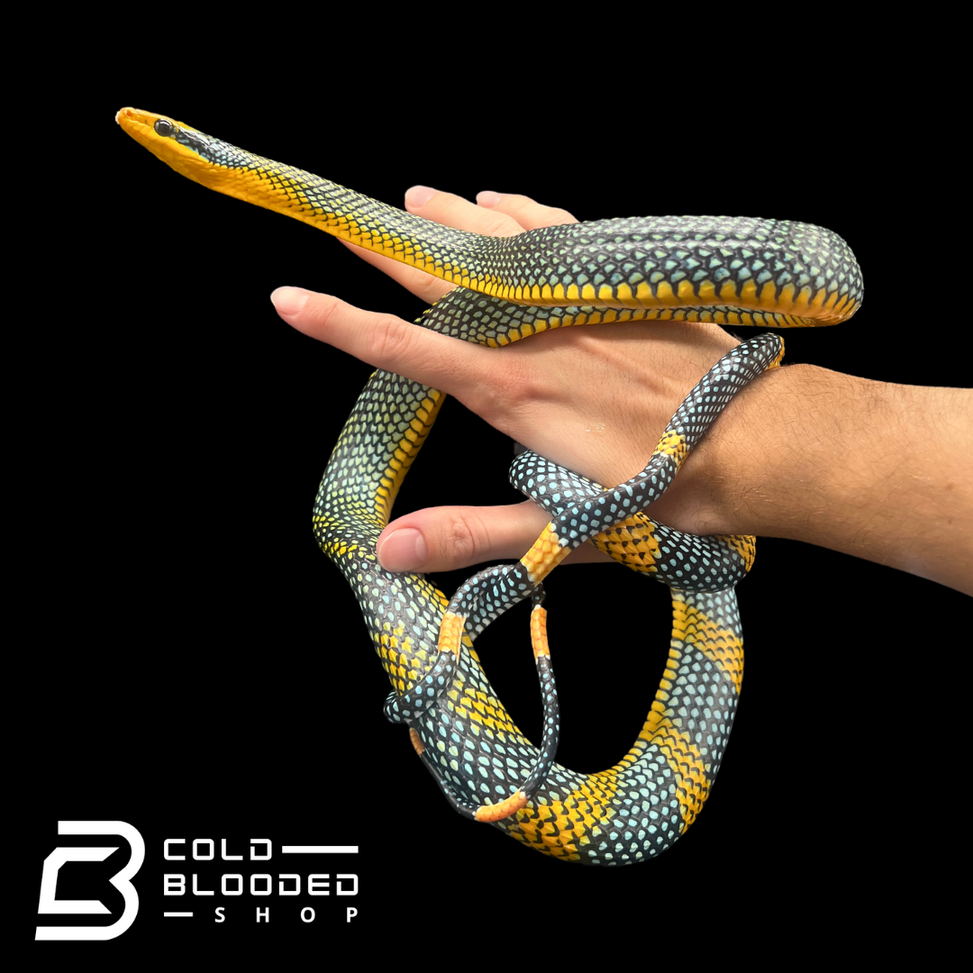 coldbloodedshop.com