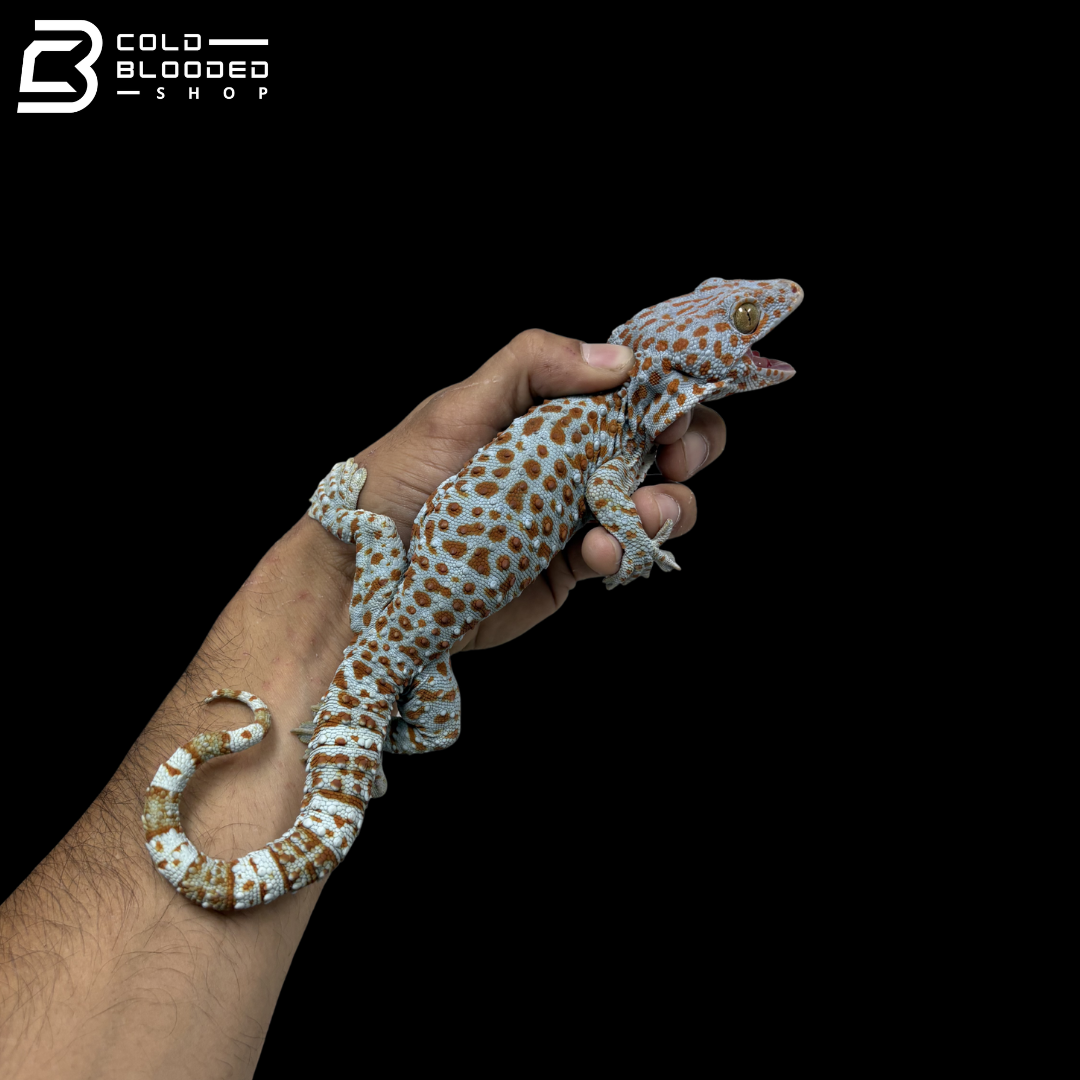Adult Red spot Tokay Gecko - Gekko gecko