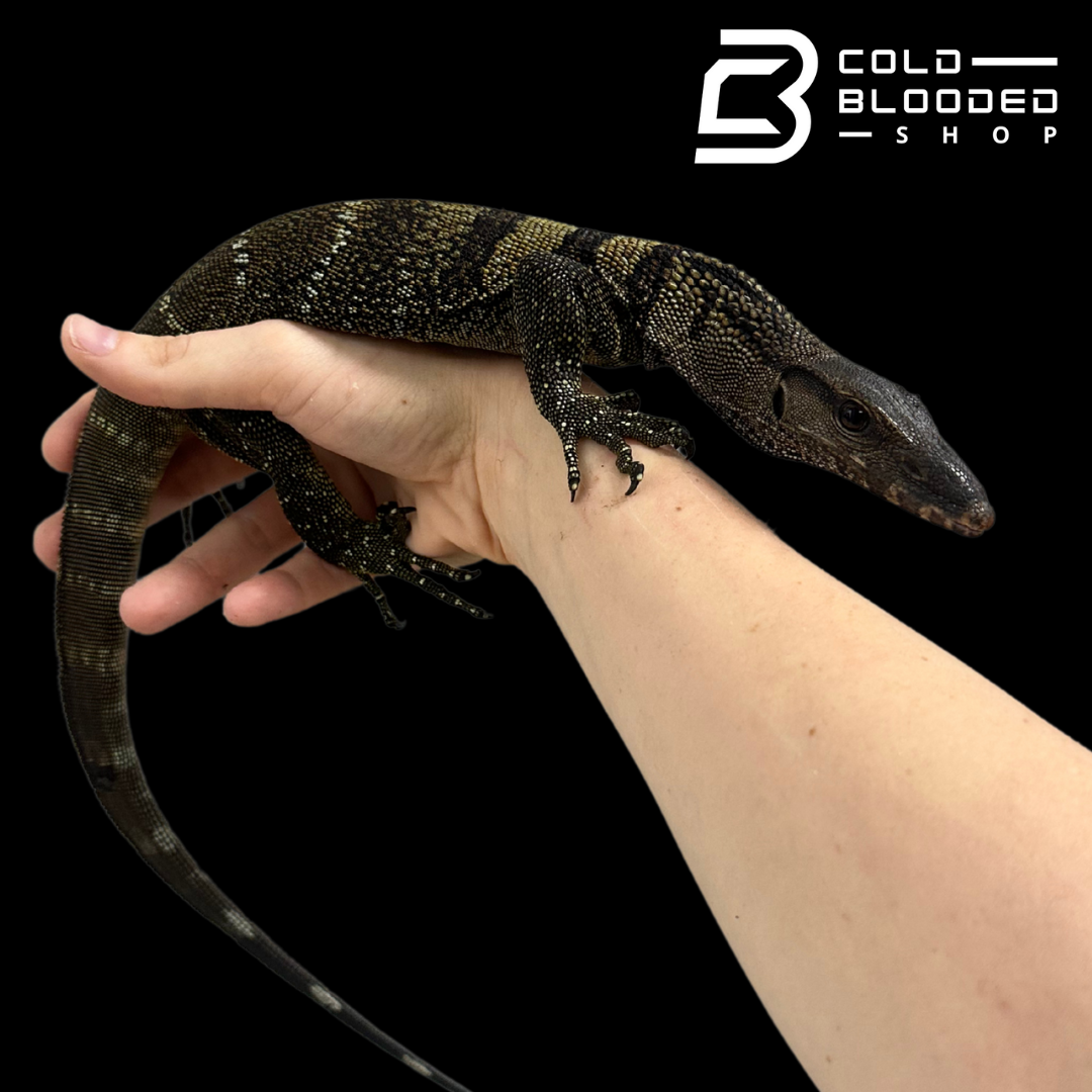 Juvenile Black Roughneck Monitor - Varanus rudicollis