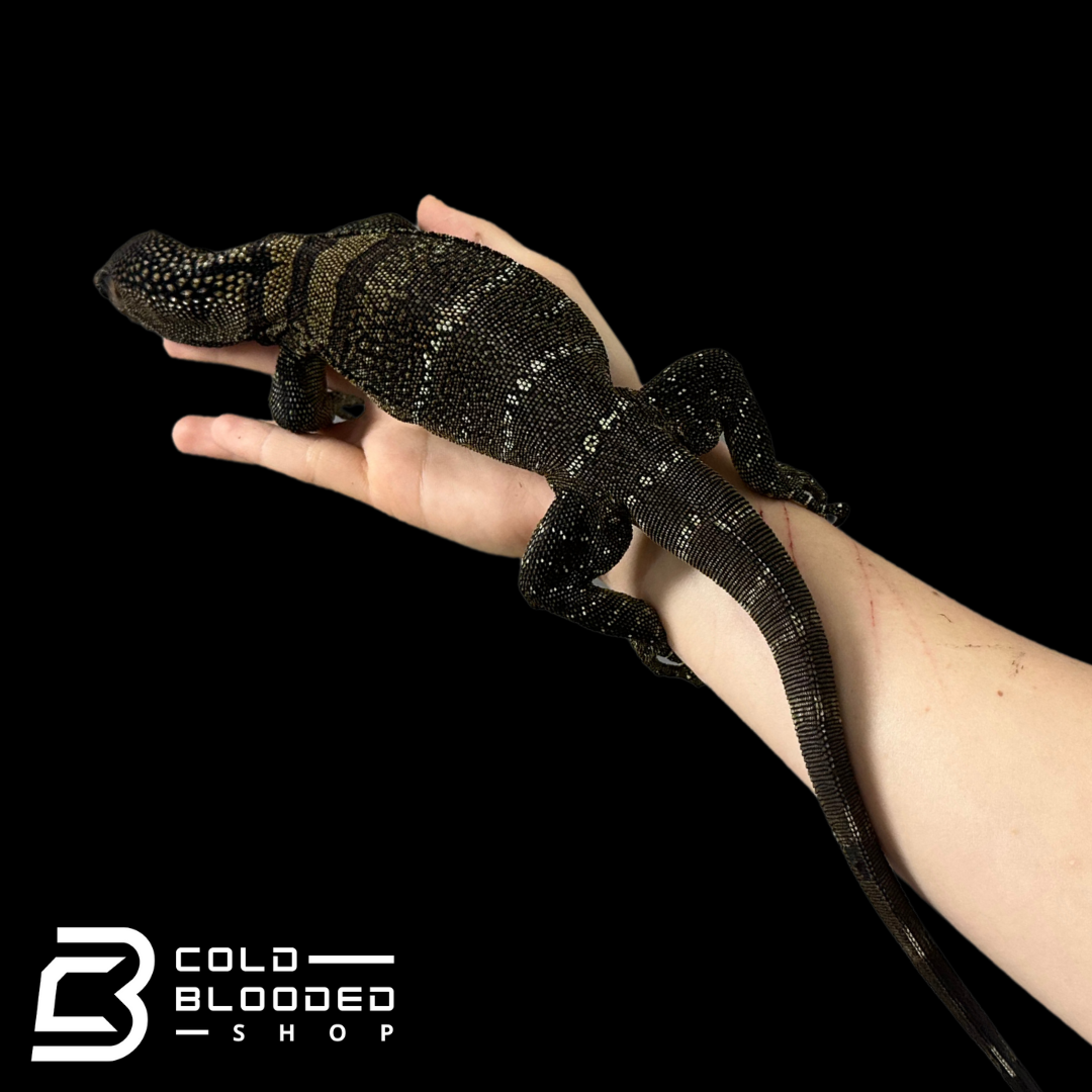 Juvenile Black Roughneck Monitor - Varanus rudicollis