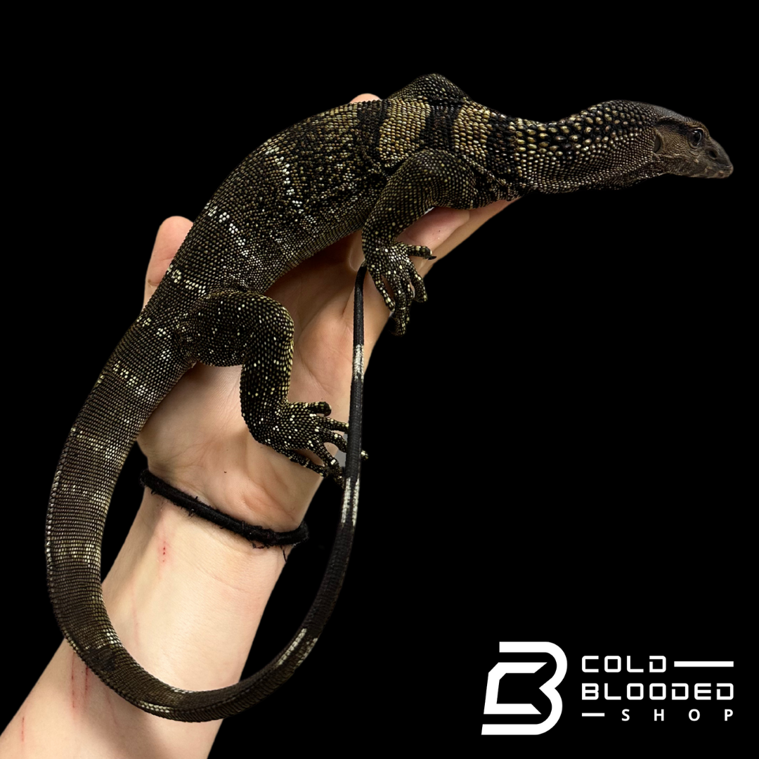 Juvenile Black Roughneck Monitor - Varanus rudicollis