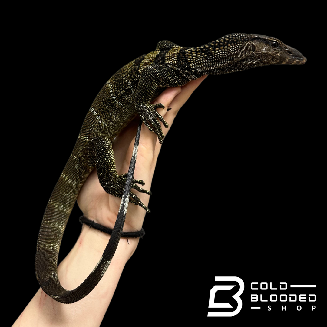 Juvenile Black Roughneck Monitor - Varanus rudicollis