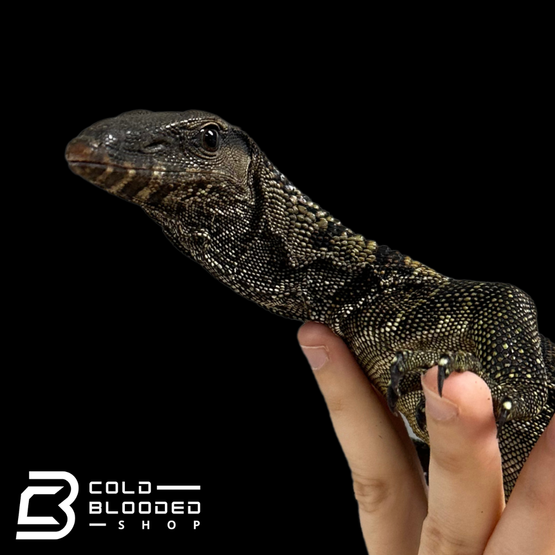 Juvenile Black Roughneck Monitor - Varanus rudicollis