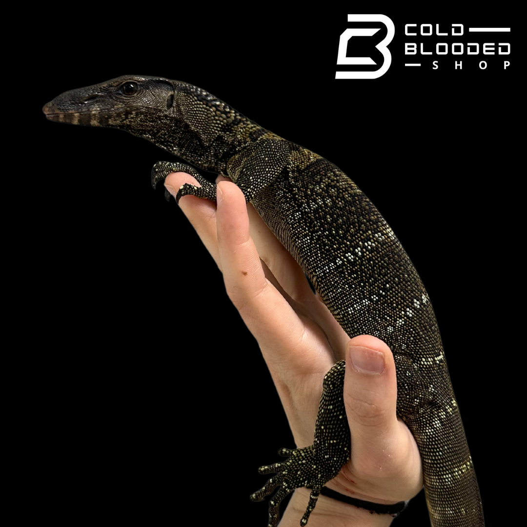 Juvenile Black Roughneck Monitor - Varanus rudicollis